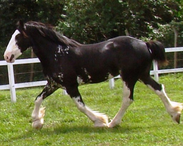 broodmare Battle River Lena (Clydesdale, 2006, from Joseph Lake's Gunsmoke)