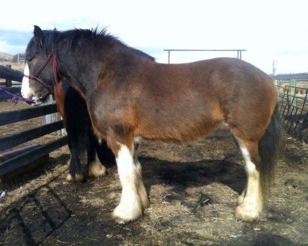 Zuchtstute Battle River Kate (Clydesdale, 2008, von Cranbrook's Mr. Jock)