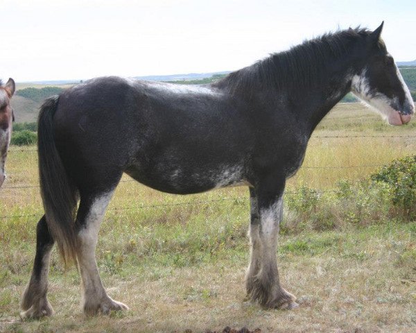 Zuchtstute Battle River Gidget (Clydesdale, 2009, von Grandview Sir El Capitan)