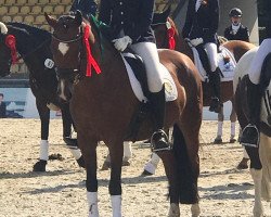 broodmare Néné 3 (German Riding Pony, 2012, from Nobel Nagano NRW)