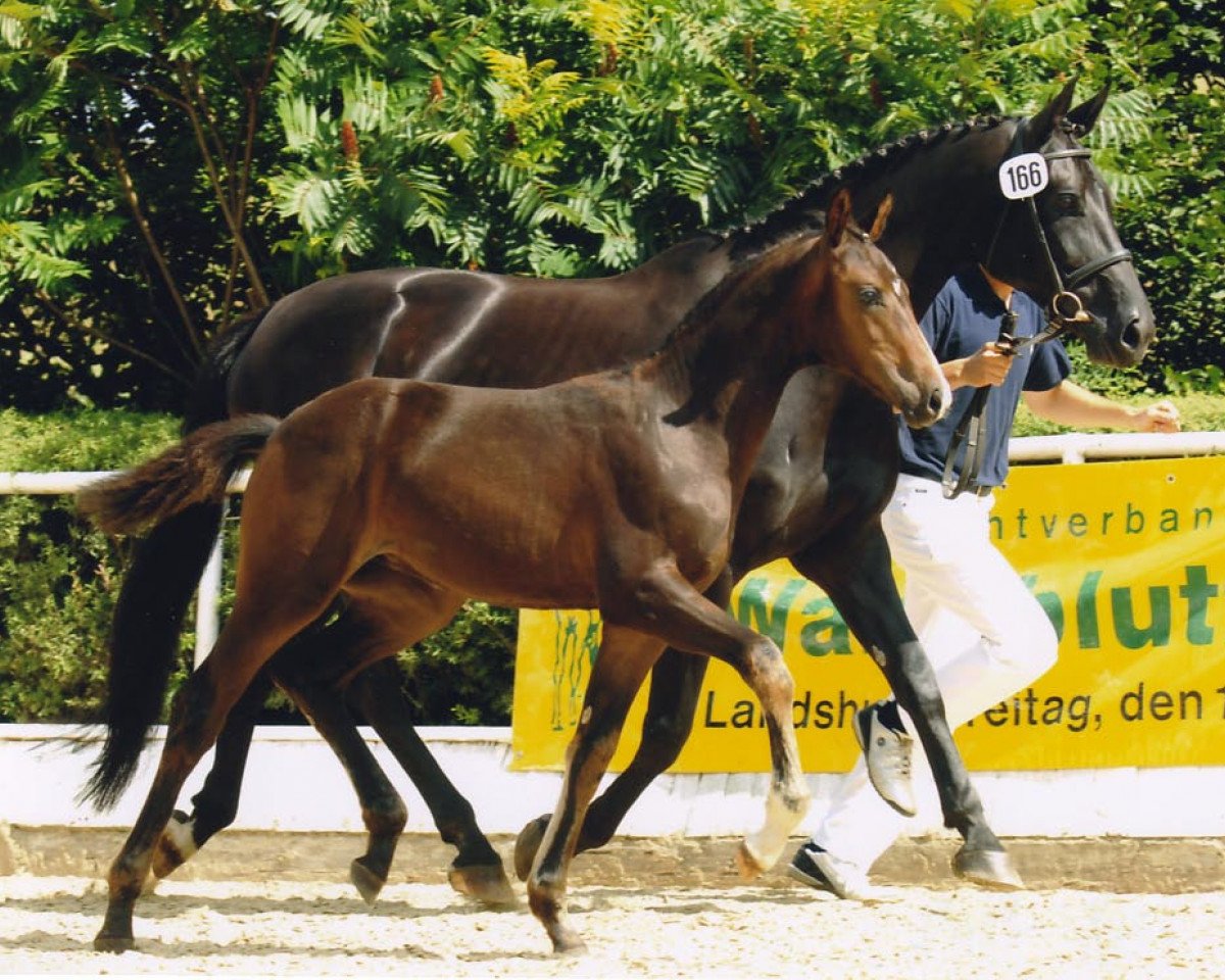broodmare Riccadonna H (Bavarian, 2007, from Fuerstentraum 2)