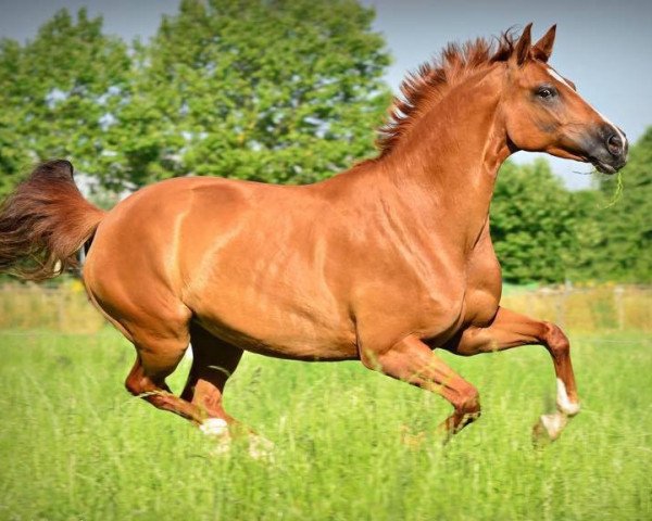 dressage horse Lilly Nessaja (Oldenburg, 2007, from Licotus)