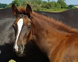 horse Orion (KWPN (Royal Dutch Sporthorse), 2019, from Florencio I)