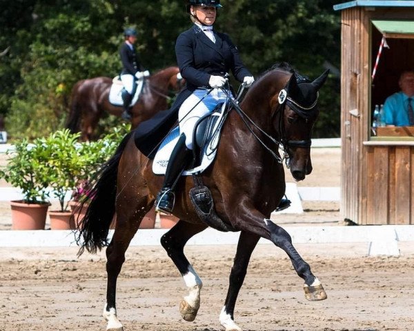 Dressurpferd Quaitan (Deutsches Sportpferd, 2009, von Quaterback)