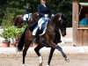 dressage horse Quaitan (German Sport Horse, 2009, from Quaterback)