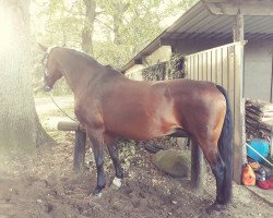 broodmare Rolinka (Hanoverian, 2001, from Rotspon)