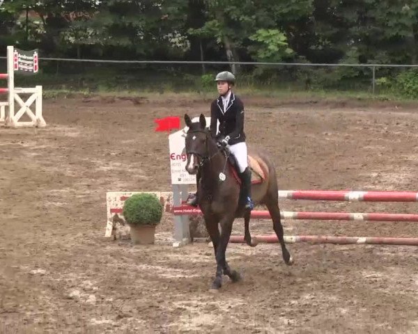 Reitturnier Wiesloch 2016