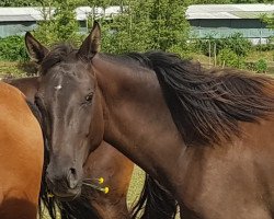 Zuchtstute Megara (KWPN (Niederländisches Warmblut), 2017, von Glock's Johnson Tn)