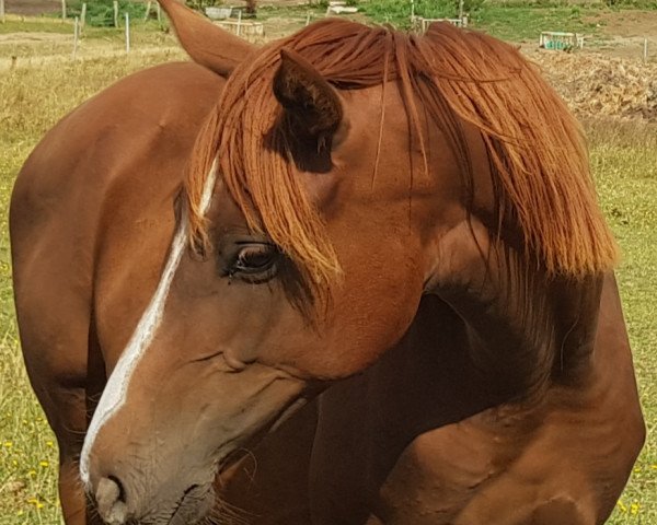 horse Fenyra (Oldenburg, 2018, from Florencio I)