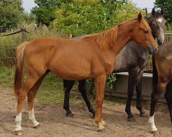 horse Fabricius (Oldenburg, 2018, from Florencio I)