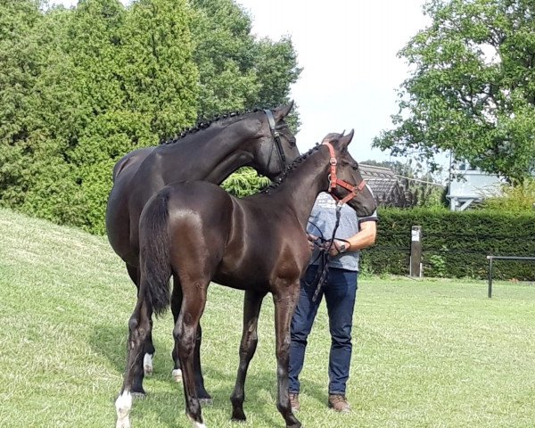 dressage horse Hengst von Dohnanyi / Ampere (NLD) (Westphalian, 2019, from Dohnanyi 5)