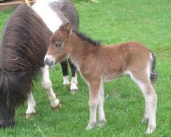 broodmare Biereder Melinda (Shetland Pony, 2015, from Ivan van de Ijsselhof)