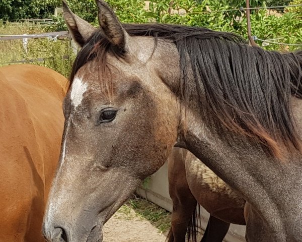 Pferd Citius (Oldenburger Springpferd, 2018, von Campione)