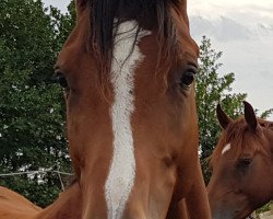 Pferd Cirrus Z (Zangersheide Reitpferd, 2016, von Canabis Z)