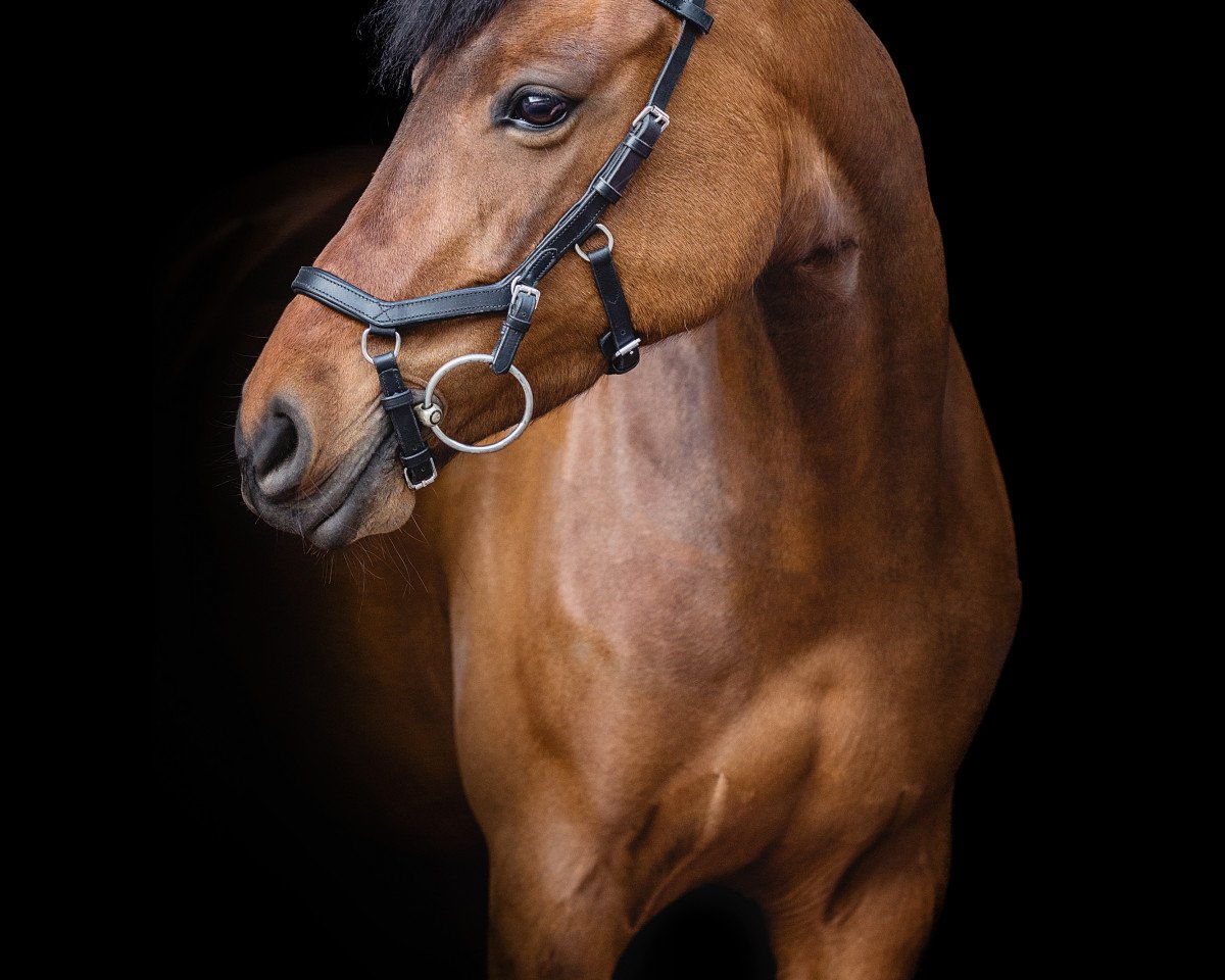 broodmare Springdelight (German Riding Pony, 2011, from Nemax)