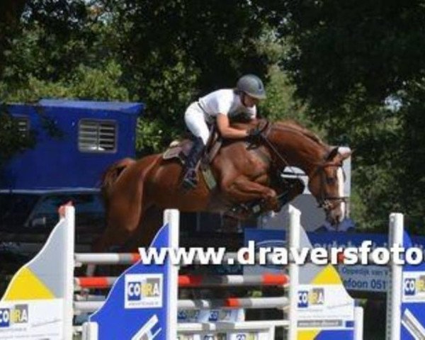 broodmare Carrera Overcinge's Z (Zangersheide riding horse, 2006, from Contendro II)