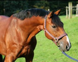 dressage horse Funtastic (Westphalian, 2002, from Fillis)