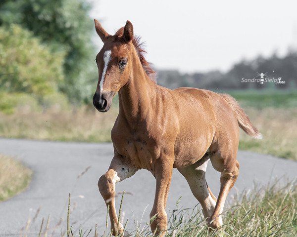 dressage horse Rough Diamond (Oldenburg, 2019, from Bernay)