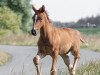 dressage horse Rough Diamond (Oldenburg, 2019, from Bernay)