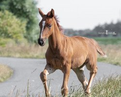 dressage horse Rough Diamond (Oldenburg, 2019, from Bernay)