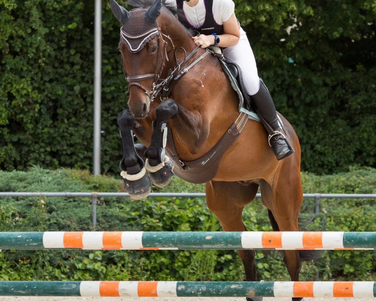 jumper Coco Caballo (Holsteiner, 2005, from Contact Me)
