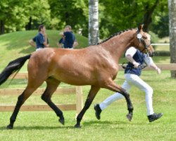 dressage horse Bella Lancia (Bavarian, 2011, from Belissimo NRW)