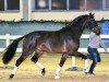 dressage horse Zündele (Hanoverian, 2015, from Blue Hors Zee Me Blue)