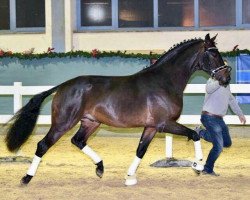 dressage horse Zündele (Hanoverian, 2015, from Blue Hors Zee Me Blue)