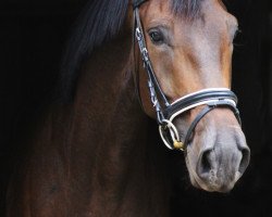 broodmare Kendra (Trakehner, 2013, from Herbstkönig 2)