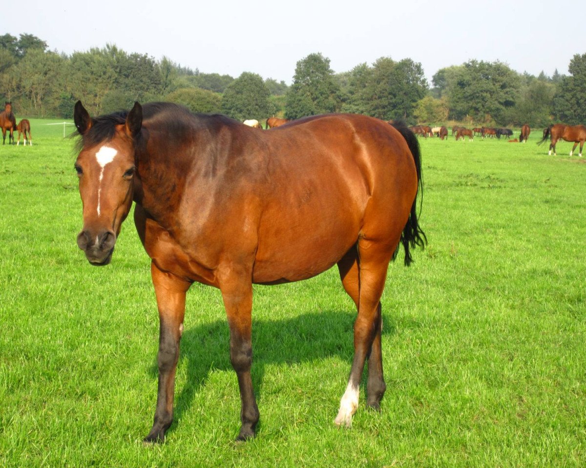 broodmare Orchid's Cestanica (Nederlands Rijpaarden en Pony, 1996, from Kantje's Carlando)