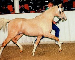 Pferd Elleanthus van Orchid (Nederlands Rijpaarden en Pony, 1993, von El Rambo)