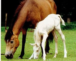 broodmare Speed Fire (Nederlands Rijpaarden en Pony, 1980, from Mischaz AA)