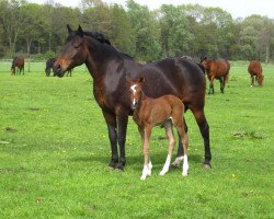 broodmare Orchid's Pammela (Nederlands Rijpaarden en Pony, 1999, from Milton)