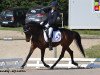 dressage horse Orchid's Latyssa (New Forest Pony, 2004, from Kantje's Carlando)