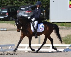 dressage horse Orchid's Latyssa (New Forest Pony, 2004, from Kantje's Carlando)