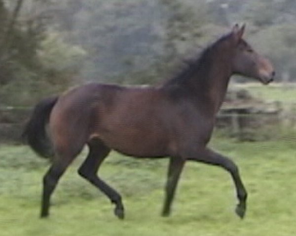 broodmare Livinja (Trakehner, 1999, from Ravel)