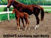 Zuchtstute Orchid's Lothiana (Nederlands Rijpaarden en Pony, 1993, von Mischaz AA)
