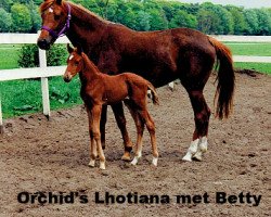 Zuchtstute Orchid's Lothiana (Nederlands Rijpaarden en Pony, 1993, von Mischaz AA)