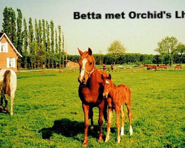 Zuchtstute Betta (Nederlands Rijpaarden en Pony, 1978, von El Khafif ox)