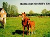 broodmare Betta (Nederlands Rijpaarden en Pony, 1978, from El Khafif ox)