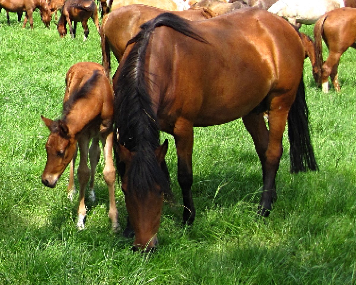 broodmare Orchid's Dayana (Nederlands Rijpaarden en Pony, 1995, from Kantje's Carlando)