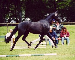 Pferd Roma H (Bayer, 1998, von Campari M)