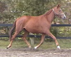 broodmare Livinja (Trakehner, 1999, from Guter Planet)