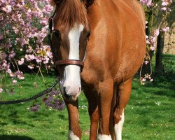 broodmare Donna Carlotta 9 (German Riding Pony, 2013, from Dreidimensional AT NRW)