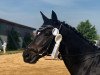 dressage horse Adventure 52 (German Sport Horse, 2010, from Antaeus)