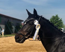 dressage horse Adventure 52 (Deutsches Sportpferd, 2010, from Antaeus)