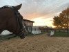 dressage horse Sally 658 (Westphalian, 2008, from Spielberg)