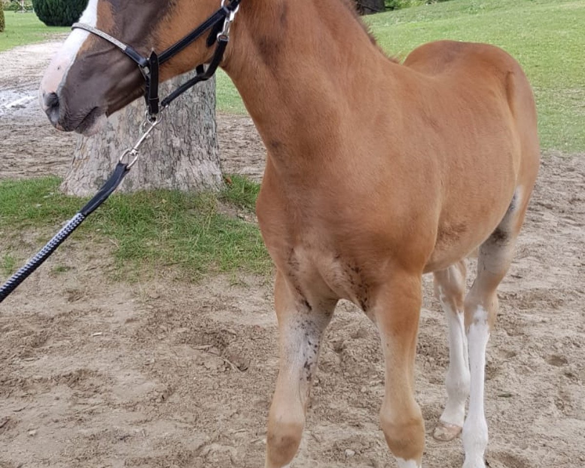 Zuchtstute Dating's Amazing Date NET (Deutsches Reitpony, 2019, von Dating AT NRW)