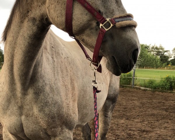 broodmare Amy (German Warmblood, 2005, from Cyrus)