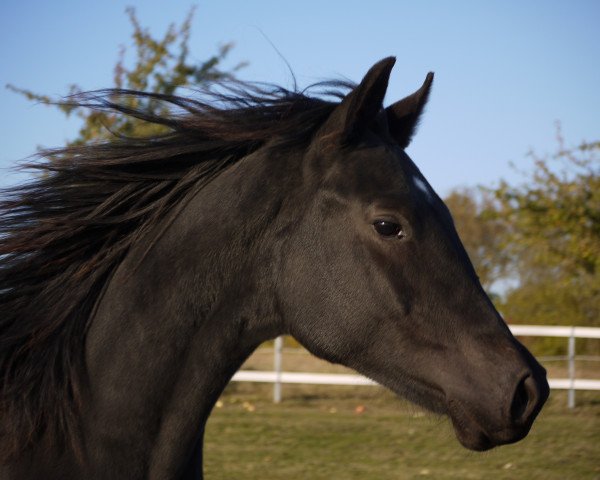 dressage horse Eumel 10 (Hanoverian, 2010, from Earl)